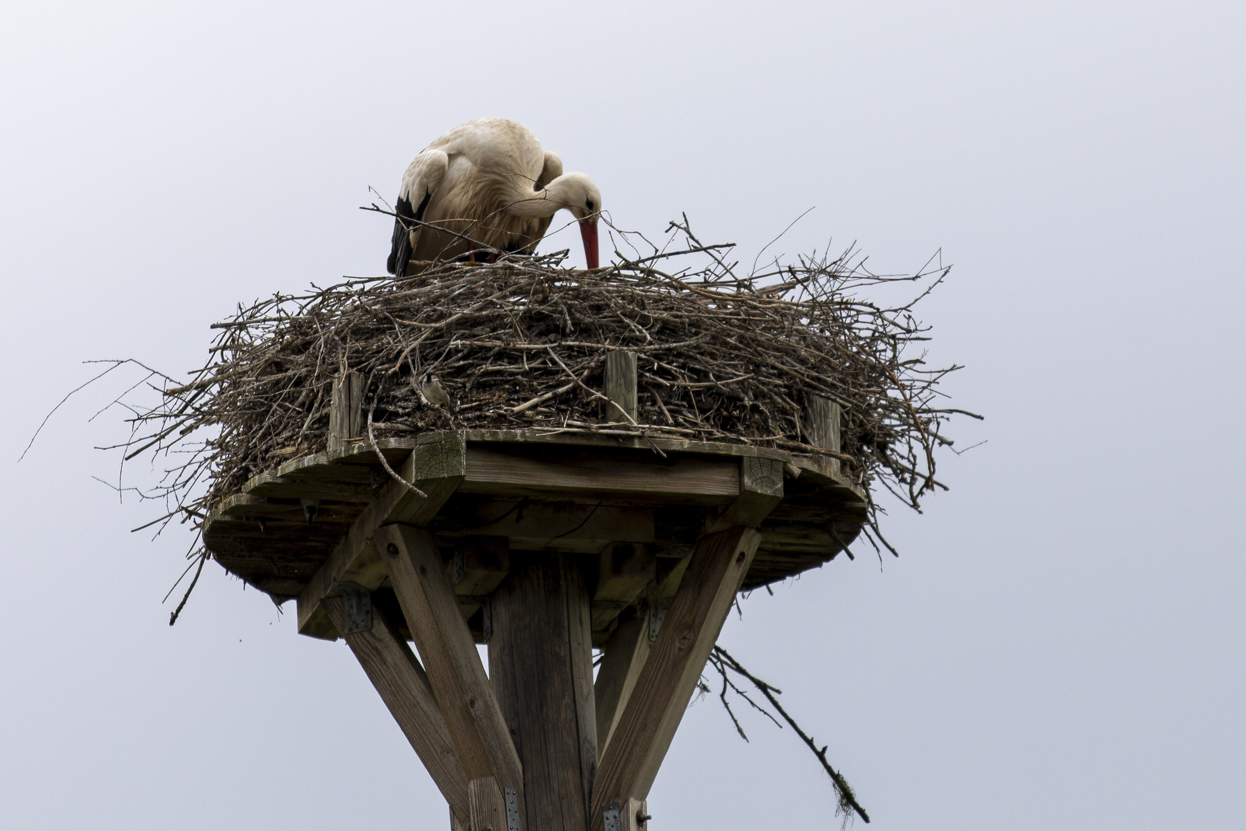 20250503132424 RD4 2424